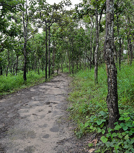 荒野踪迹龙脑香科穿越泰国Dipterocarp森林的足迹图片