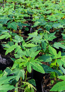 植物学苗圃中的木瓜植物户外自然图片