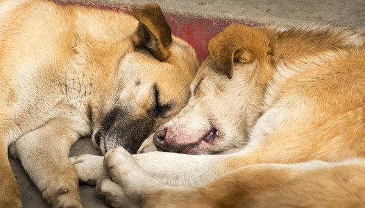 棕色的两只可爱狗睡在彼此旁边快乐的友谊设计图片
