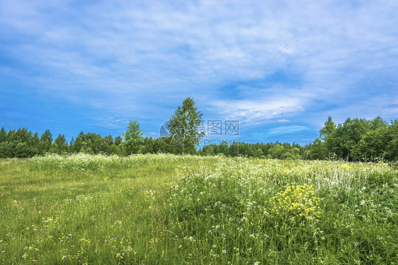 花朵林间空地夏天阳光明媚的日子里一个带白花的小角庄俄罗斯景观图片