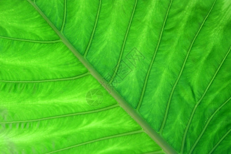 绿叶作为背景或纹理的照片植物群抽象的图片