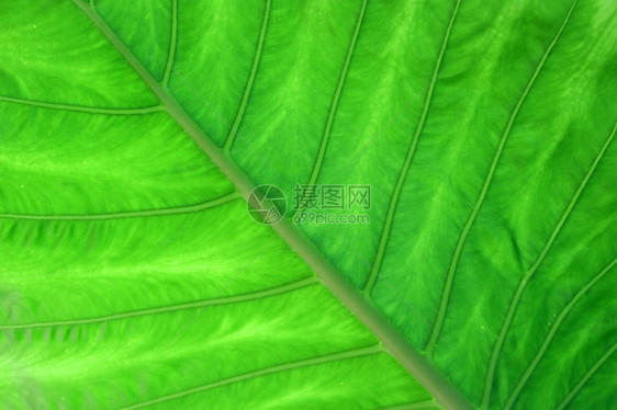 绿叶作为背景或纹理的照片植物群抽象的图片