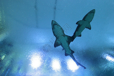 自然水族馆海洋中两条大白鲨鱼的轮廓图片