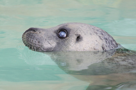 常见的野生动物哺乳港口海豹的肖像图片