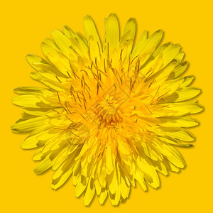 庆典植物黄色背景上孤立的蒲公英花亮黄色蒲公英特写花头单色蒲公英花黄背景上孤立花的图片