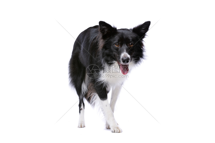 边界正面工作室站在白背景黑的边境小狗面前的黑犬和白背景小狗图片