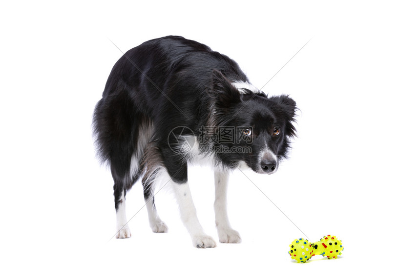 国内的站在白背景黑的边境小狗面前的黑犬和白背景小狗动物常设图片