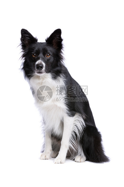 正面宠物黑色和白边界狗在色背景的黑狗面前边境小狗主题图片