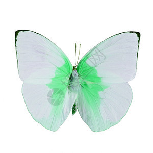 天线阮詹美丽的粉色和绿蝴蝶柠檬移民花彩色剖面的卡托西莉亚蛋白以色背景孤立图片