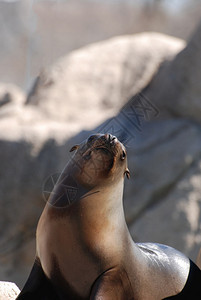 野生动物恒星可爱的海狮在岩石上鼻子朝天空飞过图片