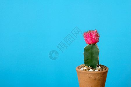 时髦的蓝纸背景上带有复制空间的CactusSucculent沙漠植物潮动设计概念美丽的装饰风格图片