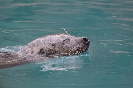 海狮的鼻子从水中流出来游泳密封件的可爱图片
