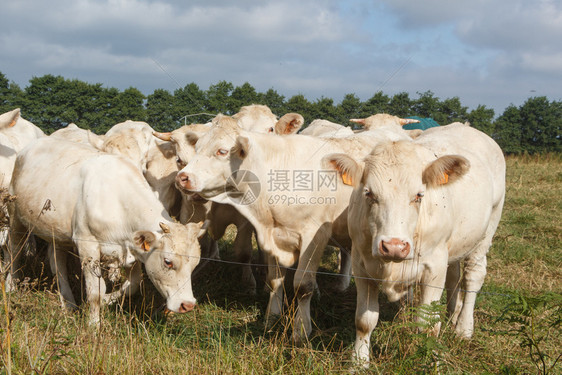 农业在布列塔尼一个农场的田里白血色奶牛夏天自然图片