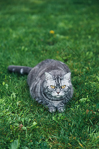 坐在花园草地上的灰猫图片