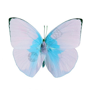 翅膀轮廓粉色和蓝蝴蝶柠檬移民花彩色描述中的卡托西莉亚蛋白以色背景孤立天线图片