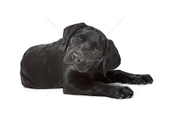 人们品种哺乳动物黑色拉布多小狗黑14周大在白人背景面前图片