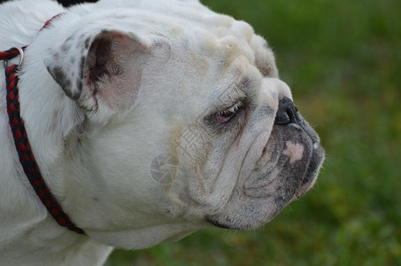 一个英国斗牛犬的惊人脸庞近而远动物个人的犬类图片