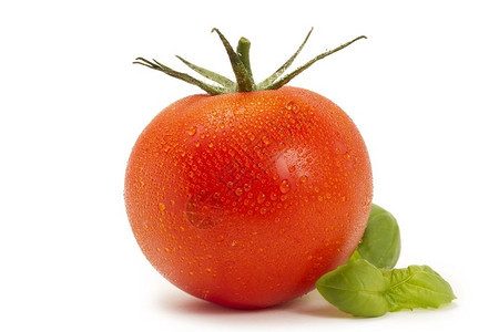 素食主义者草本植物红色的湿番茄配罗勒红色湿番茄配罗勒白色背景图片