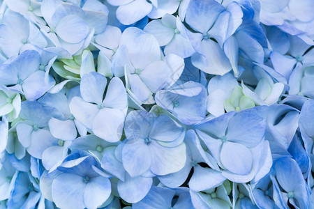 美丽的蓝色花朵喜兰的大自然抽象背景柔焦点重绣球花阮詹图片