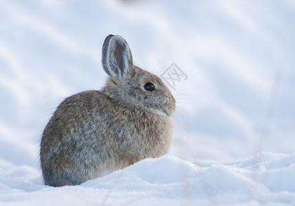 雪地里的兔子图片