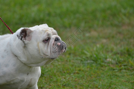 有趣的英国斗牛犬长着很自以为是的脸小狗犬类图片