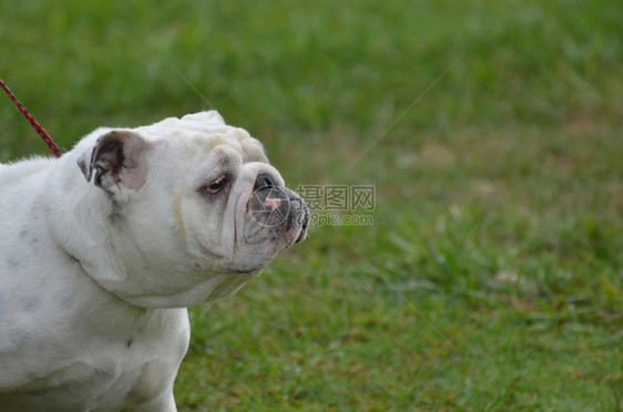 有趣的英国斗牛犬长着很自以为是的脸小狗犬类图片