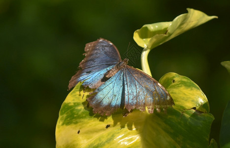 蝴蝶园蓝翅膀在花的一朵蓝色光影蝴蝶上的快了图片