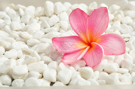 白色的一只粉红弗朗吉帕尼花朵在白石子背景上被孤立一种美丽的图片