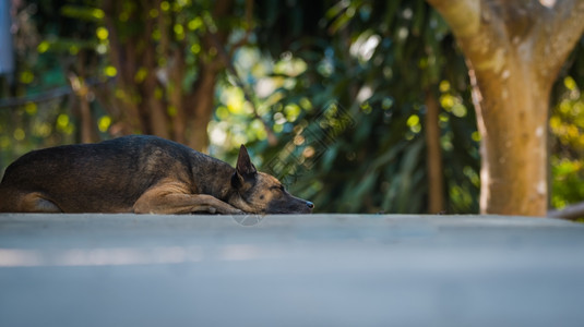 宠物街道小狗孤单的泰国在地上图片