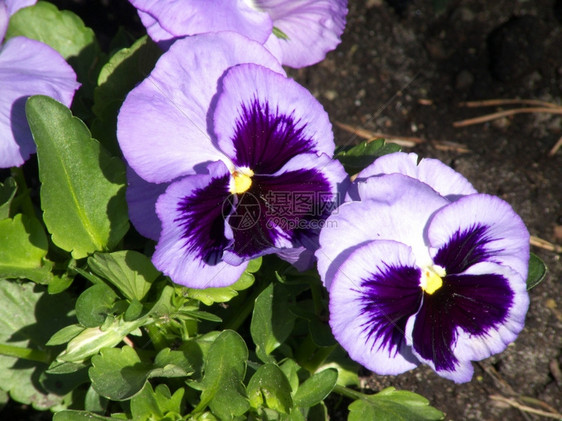 春天一小群美丽的三色紫罗兰特写盛开紫色图片