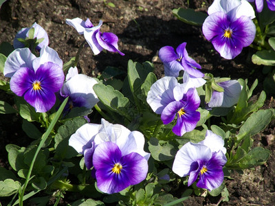 紫色一小群美丽的三色紫罗兰特写夏天开花图片