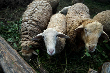 草农庄棚中羊羔群自然草地图片