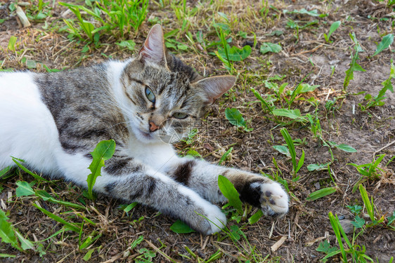 躺在地上可爱的猫咪图片