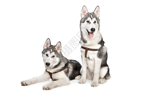 哺乳动物纯种白色背景面前的两只西比亚哈斯基小狗图片