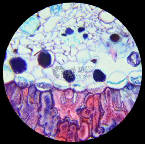 显微镜下的松针交叉剖面背景皮纳斯研究在下面微生物学图片