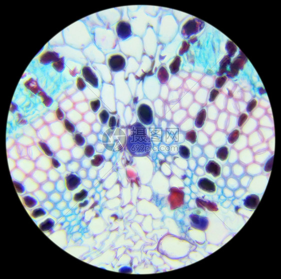自然植物抽象的显微镜下松针交叉剖面背景皮纳斯图片