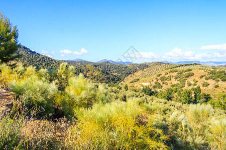 景观西班牙卡迪兹省格拉萨里马角自然科学观察西班牙风景优美树木图片
