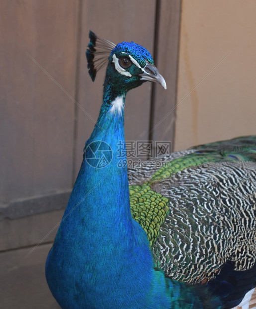 绿色美丽的蓝孔雀有丝绸的蓝色羽毛鸟类摄影阿维斯图片