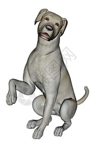 狗犬类朋友悲伤的拉布多犬坐在白色背景中3D渲染悲伤的拉布多犬坐着图片