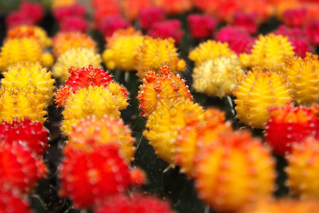 黄色仙人掌图片