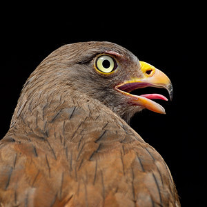 猎物荒野红褐色的鲁富翼BuzzardButastur活人乳房简介图片