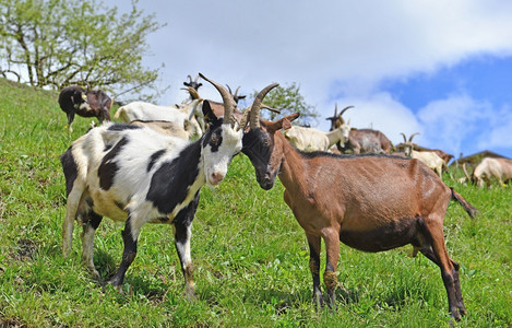 阿尔卑斯山草地上正在角斗的山羊图片