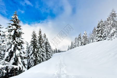 山间的雪和覆盖的森林图片