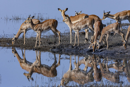 艾伦北方黑斑羚在非洲博茨瓦纳北部乔贝公园ChobeChobe河沿岸的Chobe河岸上饮酒的ImpalaantelopesAepy图片