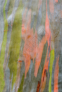 橙环境Eucalyptusdeglupta树皮的多彩抽象模式粮食图片