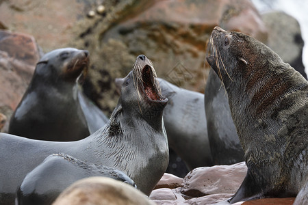 纳米比亚海岸CapeCrafFurFielSeals海滨豹殖民地嘴毛皮野生动物图片