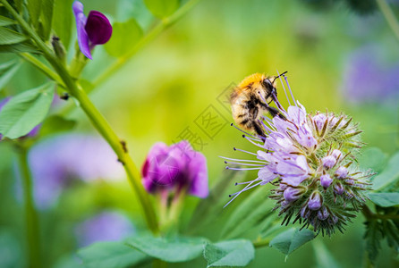 收集花粉的和朵上卡德蜜蜂在花上采集普通卡德蜜蜂授粉尔农业图片