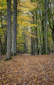 秋天森林里的落叶图片