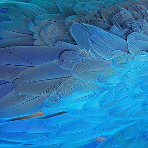 蓝鸟羽和金麦考毛纹理背景禽类可爱的鹦鹉图片