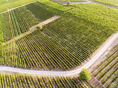 葡萄酒EguisheimHautRhinGrandEst法国的葡萄园颜色天线图片